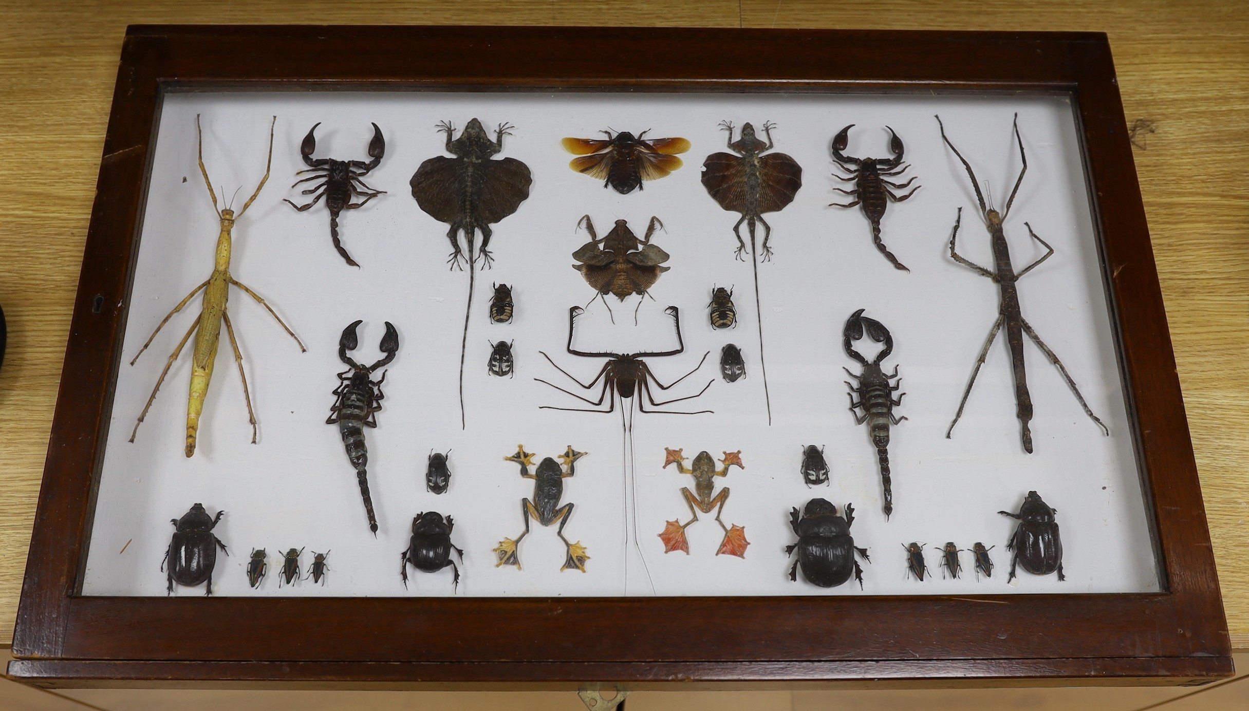 Entomology and Herpetology- insect, scorpion, flying lizard, tree and frog specimens in a large glazed case, 49.5 cm x 76 cm